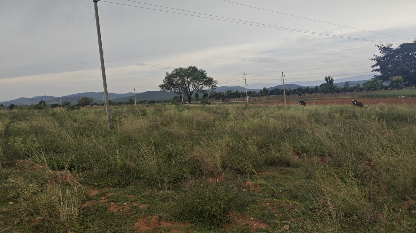 Mature Tree & Open Pasture